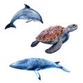 Watercolor hand drawn illustration dolphin, sea turtle, minke whale.