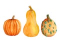Watercolor hand drawn illustration elements with orange pumpkins butternut squash, organic farmers food ingridient