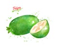 Watercolor illustration of Feijoa fruit