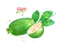 Watercolor hand drawn illustration of Feijoa fruit