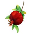 Watercolor hand drawn illustration of fresh fruit- pomegranate. One Sweet Red Fruit with leaves on branch in natural style Royalty Free Stock Photo