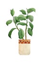 Watercolor hand drawn illustration of fresh rubber ficus plant. For interior design nature lovers flower houseplant in