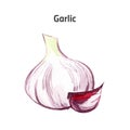 Watercolor hand drawn illustration of garlic isolated on white Royalty Free Stock Photo