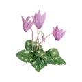 Watercolor hand drawn illustration of pink violet purple cyclamen wild flowers. Forest wood woodland nature plant Royalty Free Stock Photo