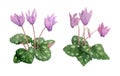 Watercolor hand drawn illustration of pink violet purple cyclamen wild flowers. Forest wood woodland nature plant Royalty Free Stock Photo