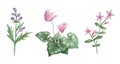 Watercolor hand drawn illustration of pink violet purple cyclamen wild flowers. Forest wood woodland nature plant Royalty Free Stock Photo