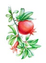 Watercolor illustration of the pomegranate tree branch Royalty Free Stock Photo