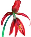 Watercolor hand drawn illustration of red blossom Sprekelia