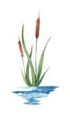 Watercolor hand drawn illustration of reed cattail typhus in a water river Royalty Free Stock Photo