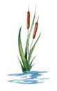 Watercolor hand drawn illustration of reed cattail typhus in a water river Royalty Free Stock Photo