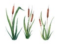 Watercolor hand drawn illustration of reed cattail typhus in a water river Royalty Free Stock Photo