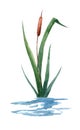 Watercolor hand drawn illustration of reed cattail typhus in a water river Royalty Free Stock Photo