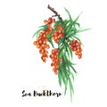 Watercolor hand drawn illustration of sea buckthorn. Raster design element