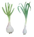 Watercolor hand drawn illustration set of natural organic garlic. Green fresh young garlic with stems and leaves. Spring