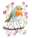 Watercolor illustration of small robin bird on a twig with little flowers Royalty Free Stock Photo