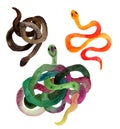 Watercolor hand-drawn illustration of snakes in orange, brown, green colors with skin texture.