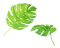 Watercolor hand drawn illustration with tropical green monstera leaves set Royalty Free Stock Photo