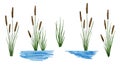 Watercolor hand drawn illustration of typha reed cattail plant in water river. Flora of wetland swamp march, green