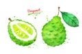 Watercolor illustration of bergamot fruit