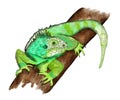 Watercolor hand drawn illustrationof tropical green iguana on a jungle tree rainforest branch. Replite lizard in wild Royalty Free Stock Photo