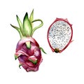 Watercolor hand drawn illustrations of dragon fruit. Isolated elements on white background.