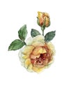 Watercolor Hand drawn image of tea rose with bud and leaves isolated on white background