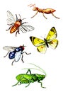 Watercolor hand drawn insects isolated at white background Set2