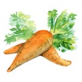 Watercolor hand drawn isolated carrot