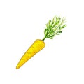 Watercolor hand drawn isolated carrot on white background. Tracing vector illustration, vegetarian food, vegetables Royalty Free Stock Photo