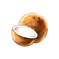 Hand drawn seamless watercolor isolated fruit coconut.