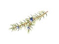 Watercolor hand drawn juniper branch with berries isolated Royalty Free Stock Photo