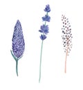 Watercolor hand drawn lavender and herbs branches set isolated on white Royalty Free Stock Photo