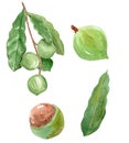 Watercolor hand drawn macadamia fruits and nuts with green leaves set isolated on white background