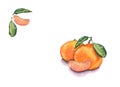 Watercolor hand drawn mandarin fruits on white background