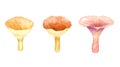 Watercolor hand drawn mushroom set, isolated on white background