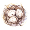 Watercolor hand drawn nest with quail eggs isolated