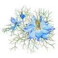 Watercolor hand-drawn nigella flower illustration