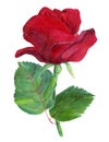 One red rose with leaves