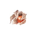 Watercolor hand drawn Orange dry physalis fruit berry isolated on white background