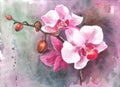 Watercolor hand-drawn orchid flowers