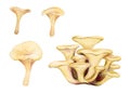 Watercolor hand drawn Oyster mushrooms, isolated on white background