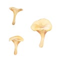 Watercolor hand drawn Oyster mushrooms, isolated on white background