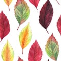 Watercolor hand drawn painted little red, orange, burgundy, vinous, yellow, green colored autumn season leaves