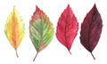 Watercolor hand drawn painted red, orange, burgundy, vinous, yellow, green colored autumn season leaves set