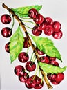 Watercolor painting of fresh organic vibrant red plump cherries