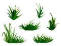 Watercolor hand drawn painting illustration fresh green grass isolated on a white background. Summer grassy element for