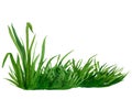 Watercolor hand drawn painting illustration fresh green grass isolated on a white background. Summer grassy element for