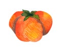 Watercolor hand drawn persimmon fruit isolated. Modern decorative botanical and food illustration. Delicious fruit clip