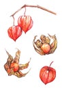 Watercolor hand drawn physalis winter cherry cape gooseberry fruit berry set isolated