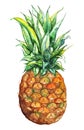 Watercolor hand drawn pineapple exotic tropical fruit Royalty Free Stock Photo